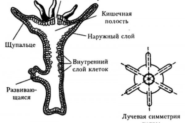 Найдется все kraken 2krn cc что это